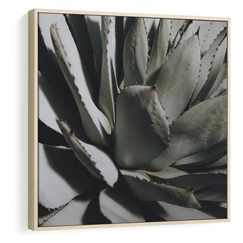 Obraz w ramie 50x50 - Sukulenty wśród kaktusów - sukulenty, kaktusy - rama drewno