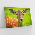 Obraz na płótnie 100x70 - Sarna na łące - sarna, zwierzę