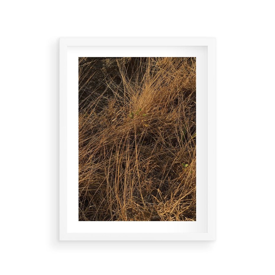 Plakat w ramie 30x40 - Szlachetna Suchość Traw - trawy, suche trawy - rama biała