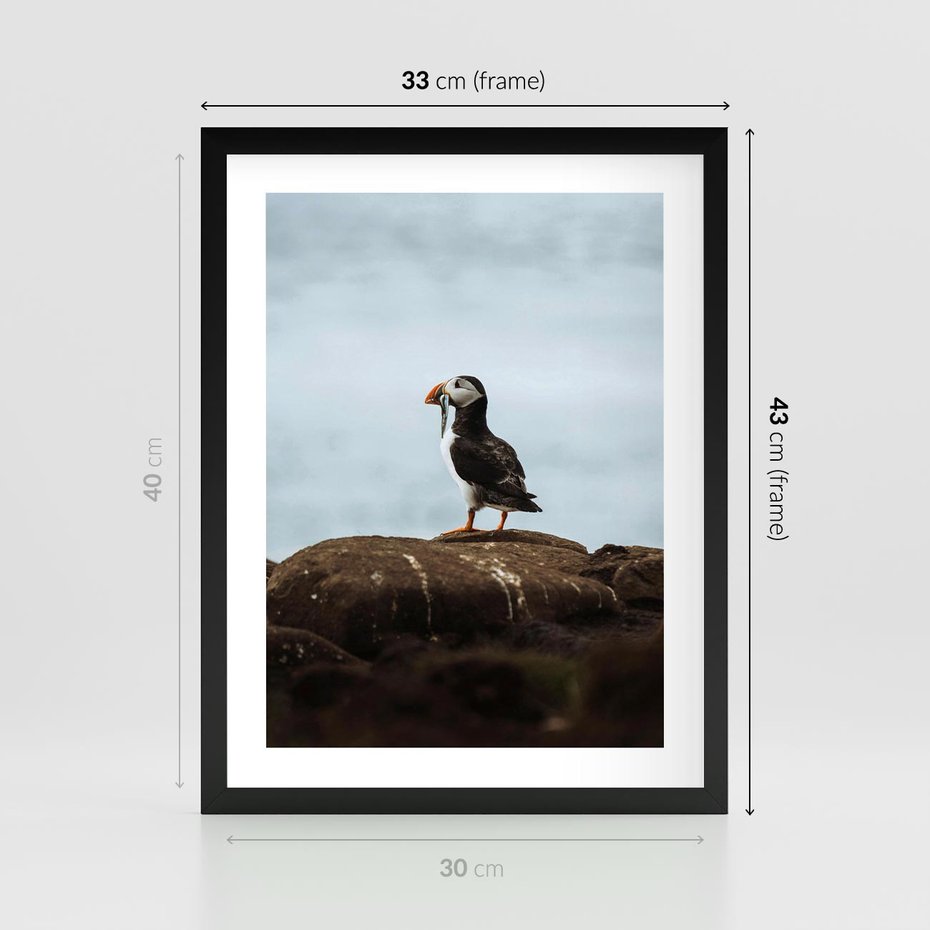 Plakat w ramie 30x40 - Portret Ptaka Morskiego - maskonur, ptak - rama czarna