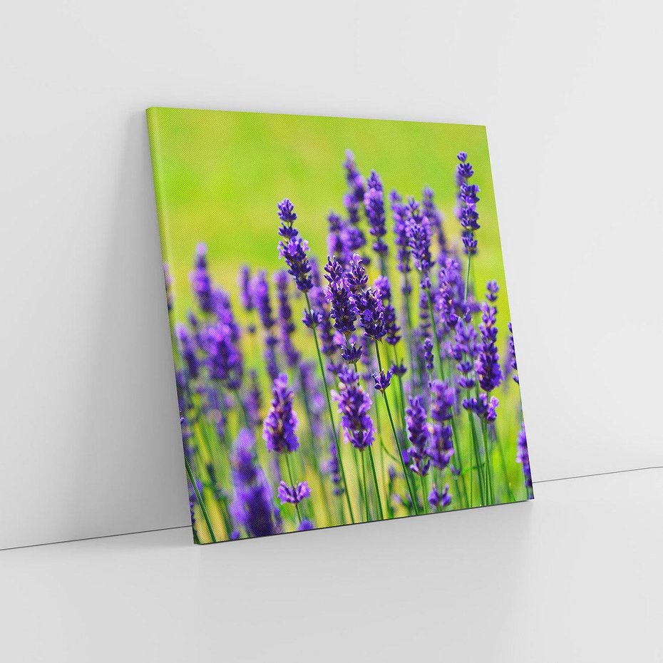 Obraz na płótnie 30x30 - Lawenda w naturze - lawenda, kwiaty