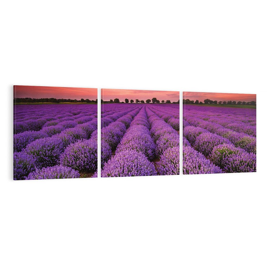 Obraz na płótnie 120x40 - Lawenda: polne zauroczenie - lawenda, kwiaty