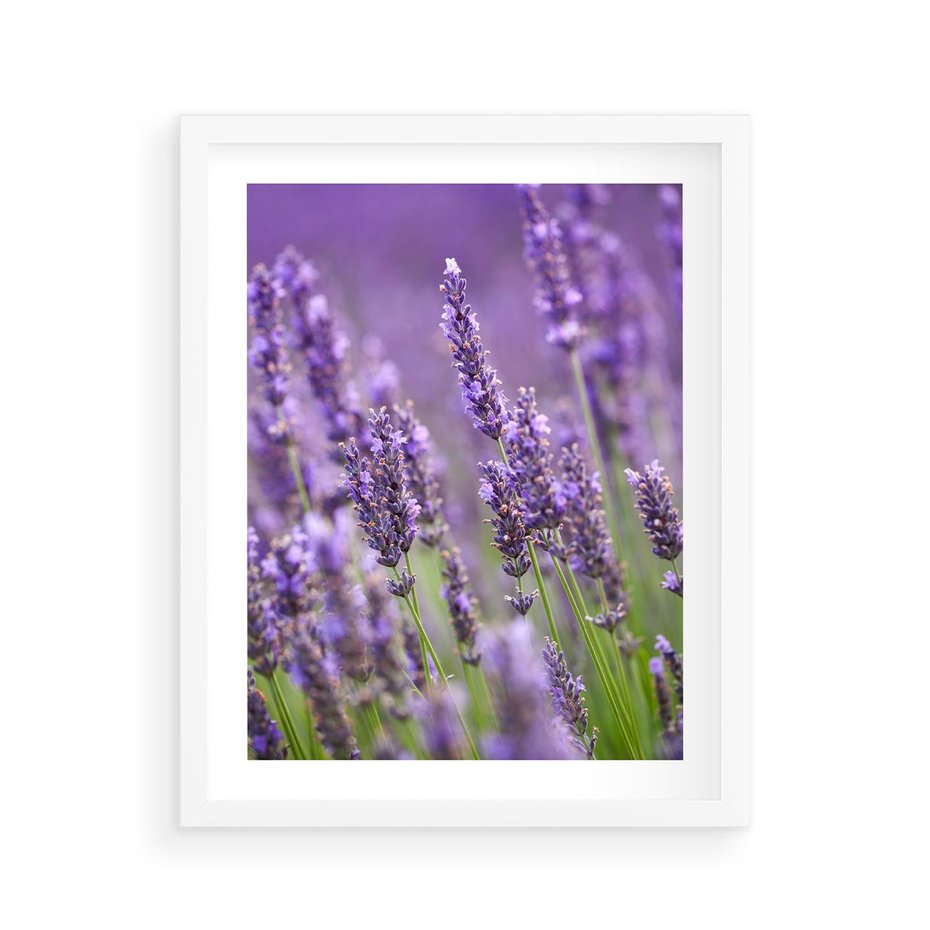 Plakat w ramie 40x50 - Urok lawendy - lawenda, kwiaty - rama biała