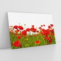Obraz na płótnie 70x50 - Bujne maki na malowniczej łące - mak, maki