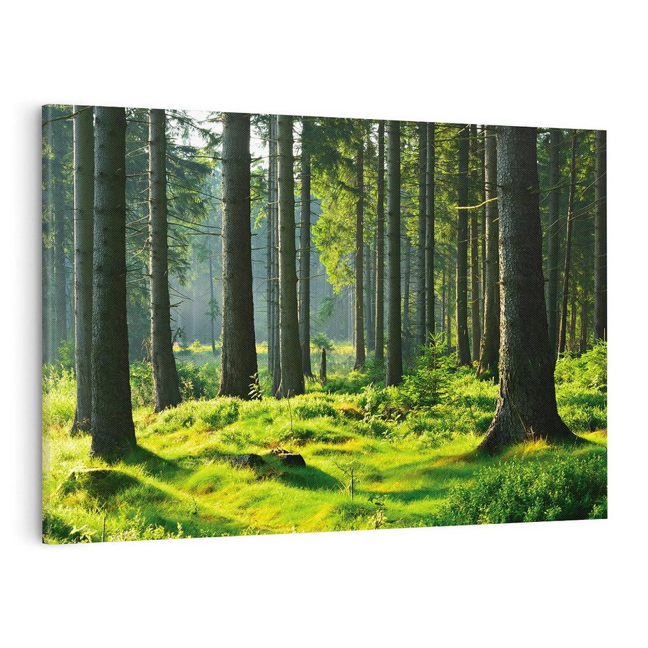 Obraz na płótnie 120x80 - Idylliczny las - las, drzewa