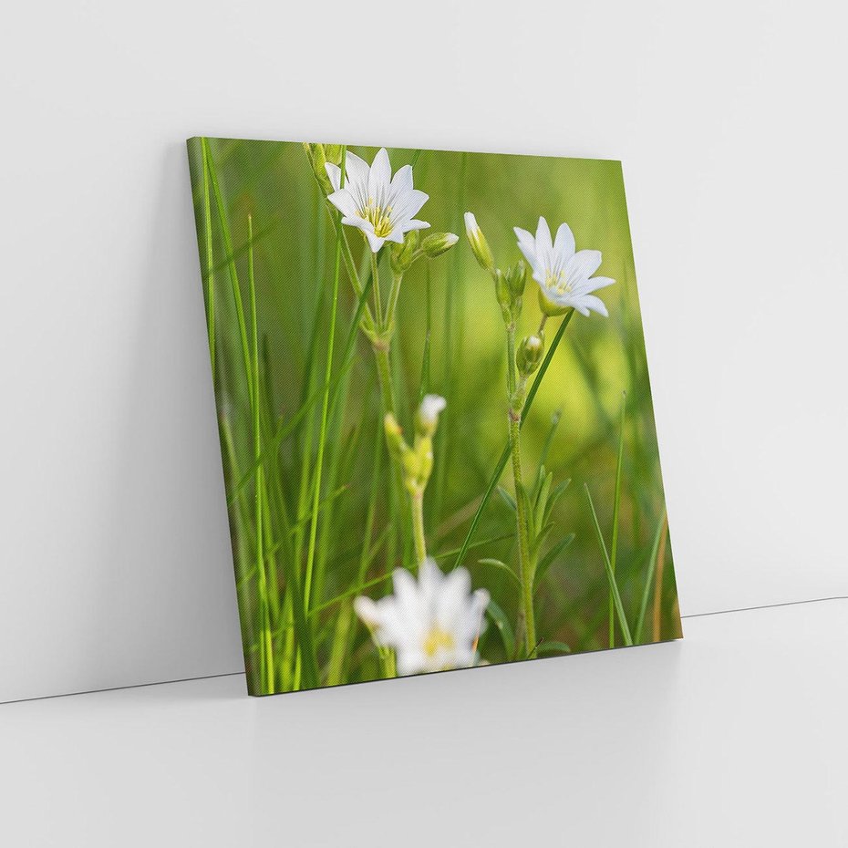 Obraz na płótnie 50x50 - Kolorowa łąka - stokrotki, łąka