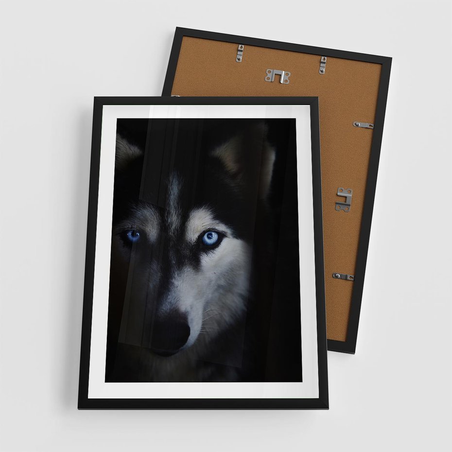 Plakat w ramie 50x70 - Wilk i husky: siła przyjaźni - wilk, husky - rama czarna