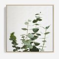 Obraz w ramie 80x80 - Żywa eukaliptusowa zieleń - eukaliptus, zielone - rama drewno