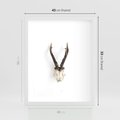 Plakat w ramie 40x50 - Minimalistyczne Poroże Jelenia - poroże jelenia na ścianie, minimalizm - rama biała
