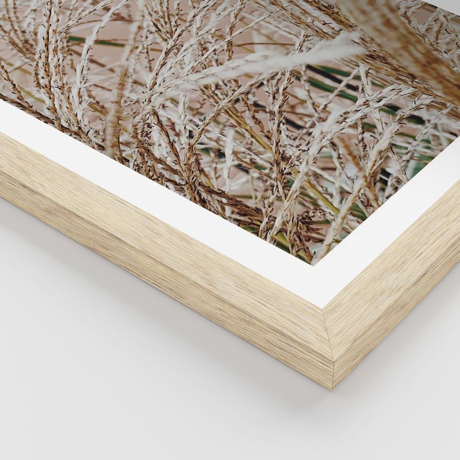 Plakat w ramie 40x50 - Beżowa Trawa - suche trawy, zbliżenie - rama drewno