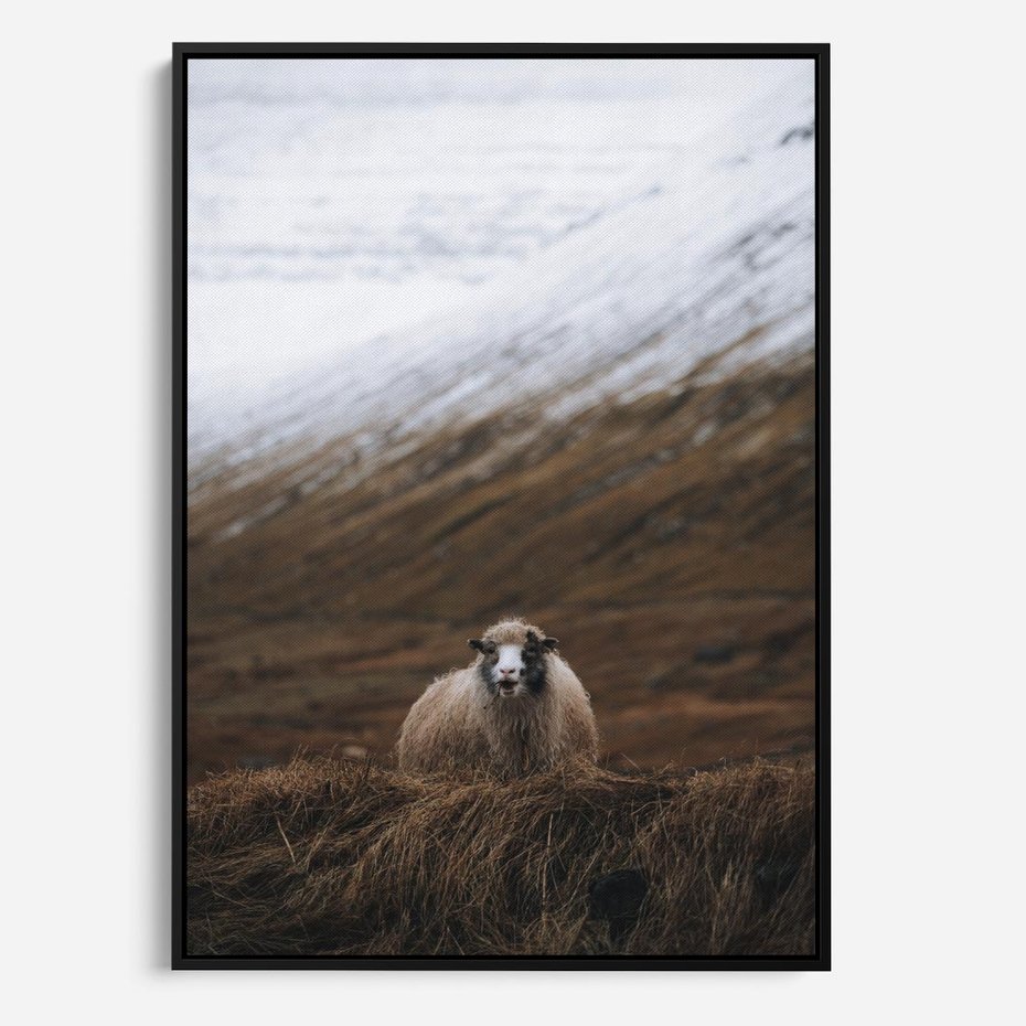 Obraz w ramie 50x70 - Owiecka panorama - góry, owca - rama czarna