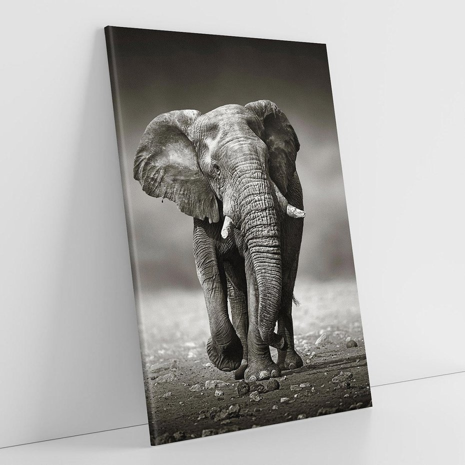 Obraz na płótnie 70x100 - Majestatyczny słoń Afryki - słoń, Afryka