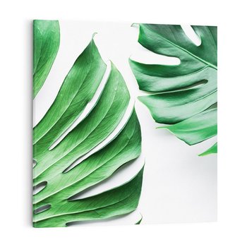 Obraz na płótnie 40x40 - Monstera - Liście Kwiaty - monstera, liście