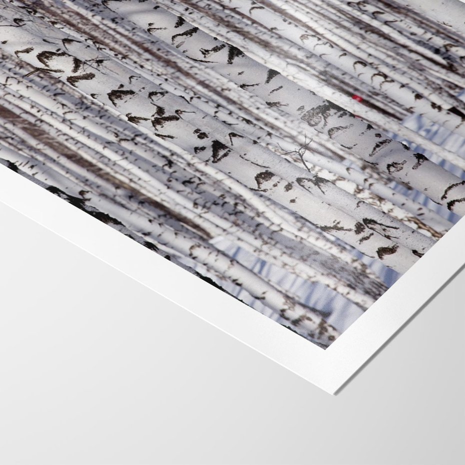 Plakat bez ramy 21x30 - Lśniące Brzozy - brzozy, las