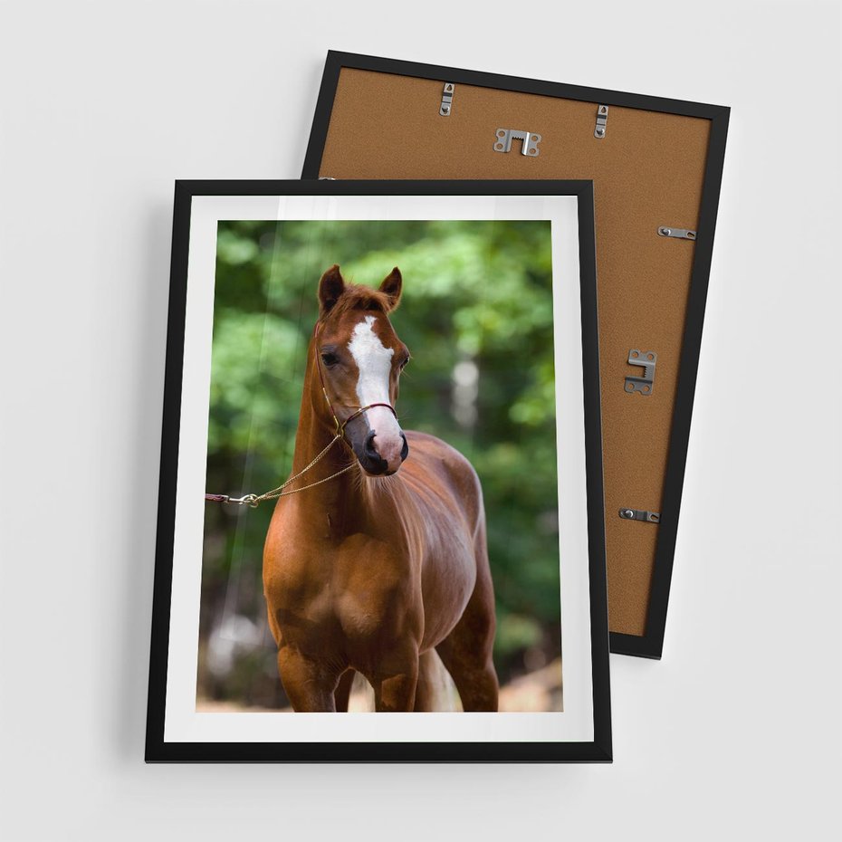 Plakat w ramie 50x70 - Portret Szlachetnego Konia - koń, portret - rama czarna