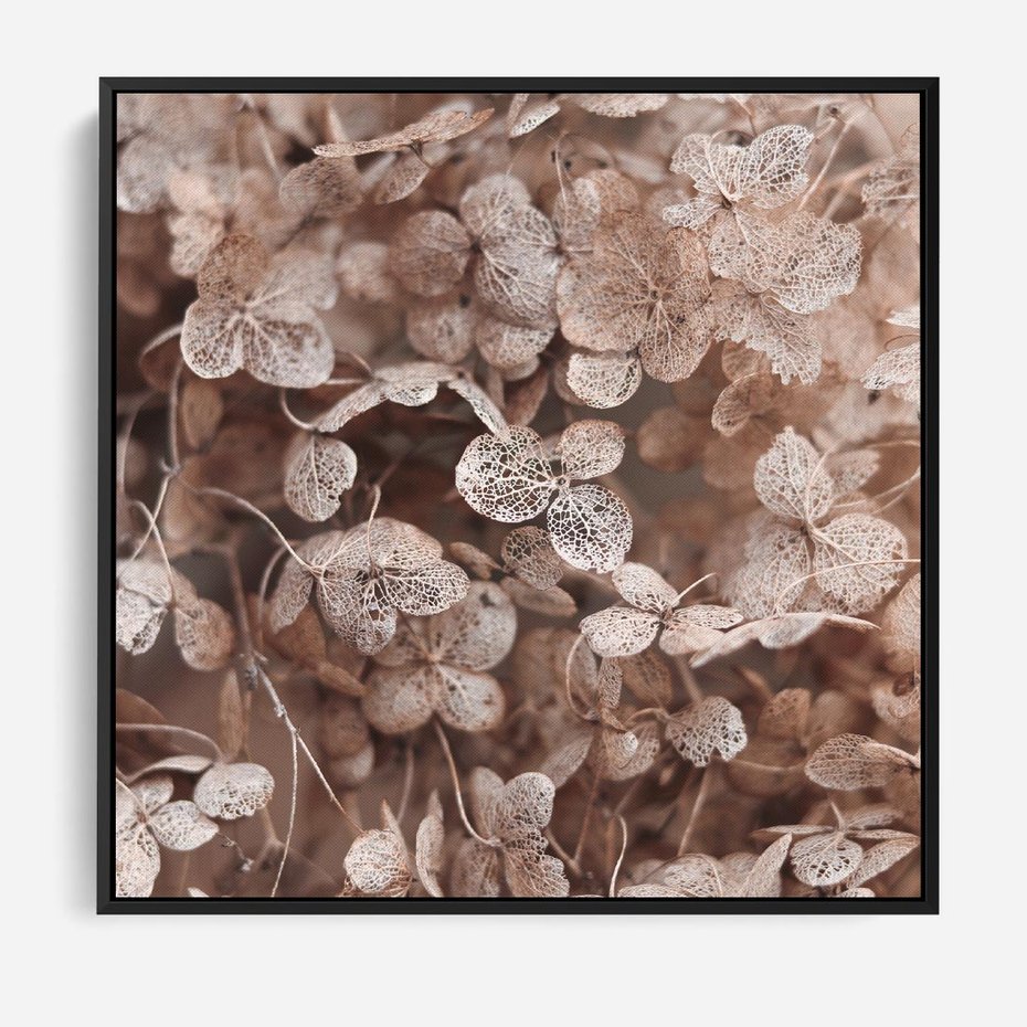 Obraz w ramie 50x50 - Przemijająca Piękność - fotografia, zbliżenie - rama czarna