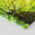 Obraz na płótnie 80x80 - Drzewo pod Słońcem: Łączność z Naturą - drzewo, słońce
