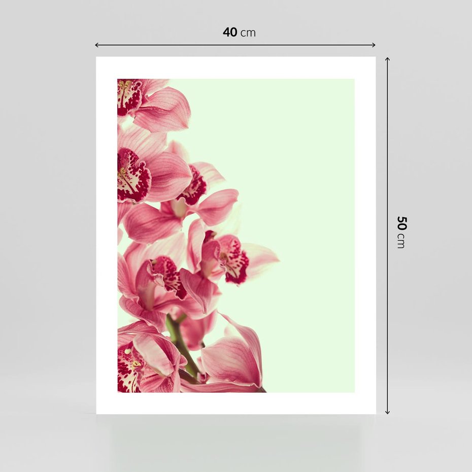 Plakat bez ramy 40x50 - Orchidea - delikatne kwiaty - orchidea, kwiaty
