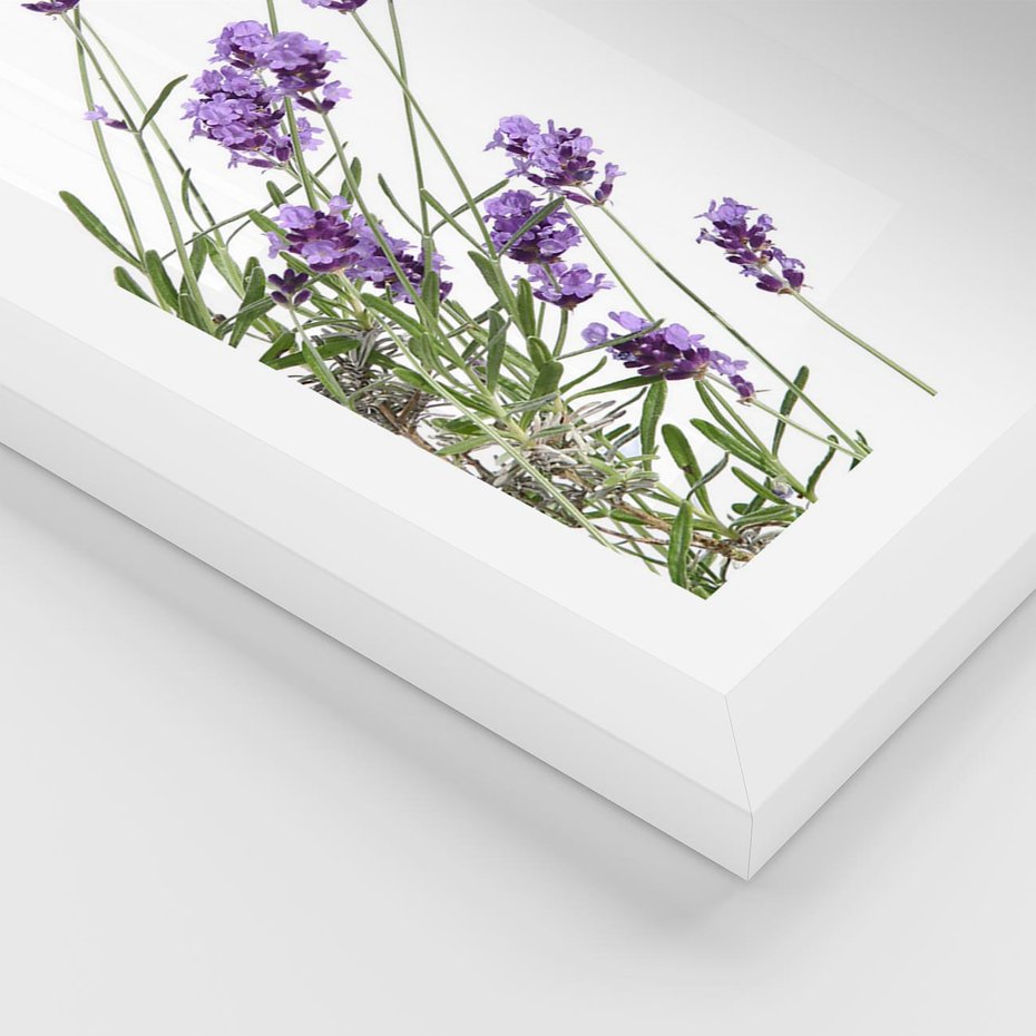 Plakat w ramie 30x40 - Delikatny Urok - lawenda, kwiaty - rama biała