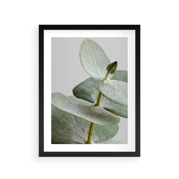 Plakat w ramie 40x50 - Eukaliptusowa zieleń - eukaliptus, zielone - rama czarna