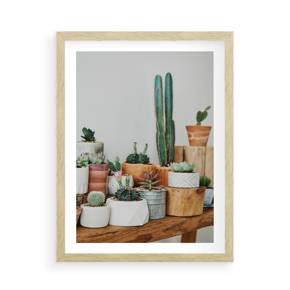 Plakat w ramie 50x70 - Kaktusowa Galeria w Doniczkach - kaktusy w doniczkach, fotografia - rama drewno