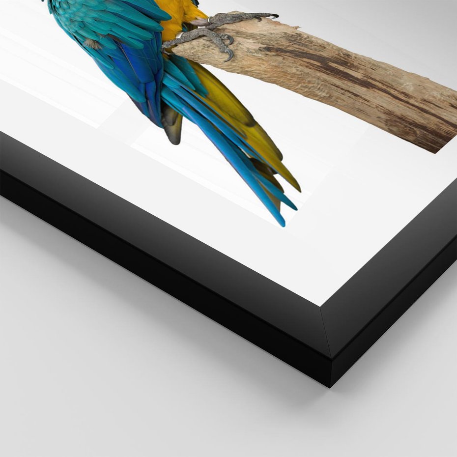 Plakat w ramie 50x70 - Kolorowa papuga w locie - papuga, ptak - rama czarna