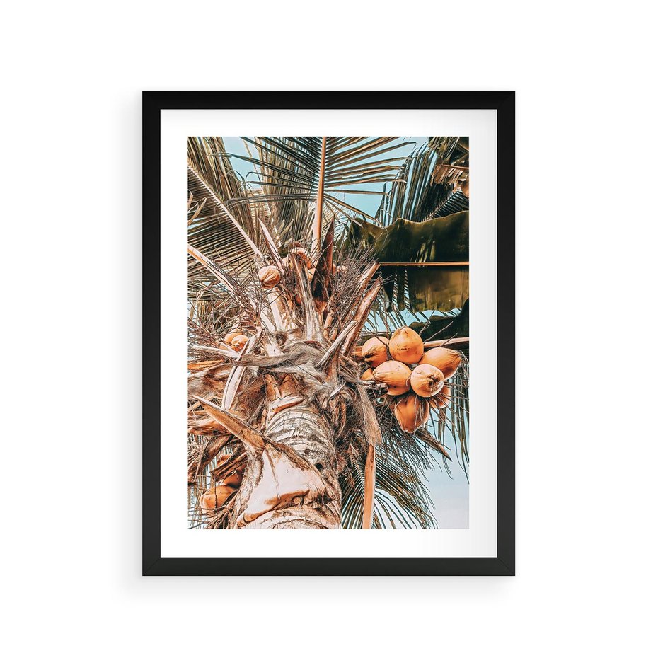 Plakat w ramie 30x40 - Tropikalna Palma: Fotografia z Kokosami - palma kokosowa, kokosy - rama czarna