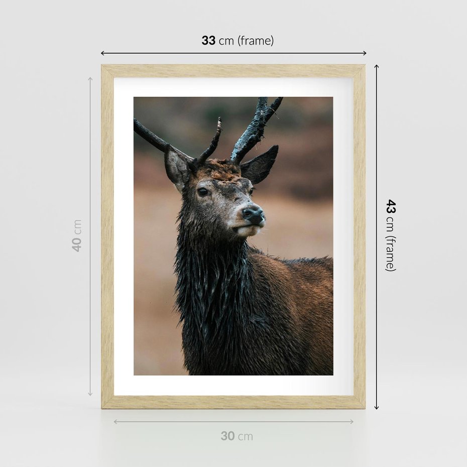Plakat w ramie 30x40 - Spokojny jeleń - jeleń, las - rama drewno