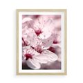 Plakat w ramie 50x70 - Kwitnąca Wiśnia - kwiaty, kwitnąca - rama drewno