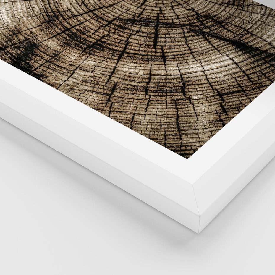 Plakat w ramie 30x40 - Natura Pod Lupą - pień drzewa, przekrój - rama biała