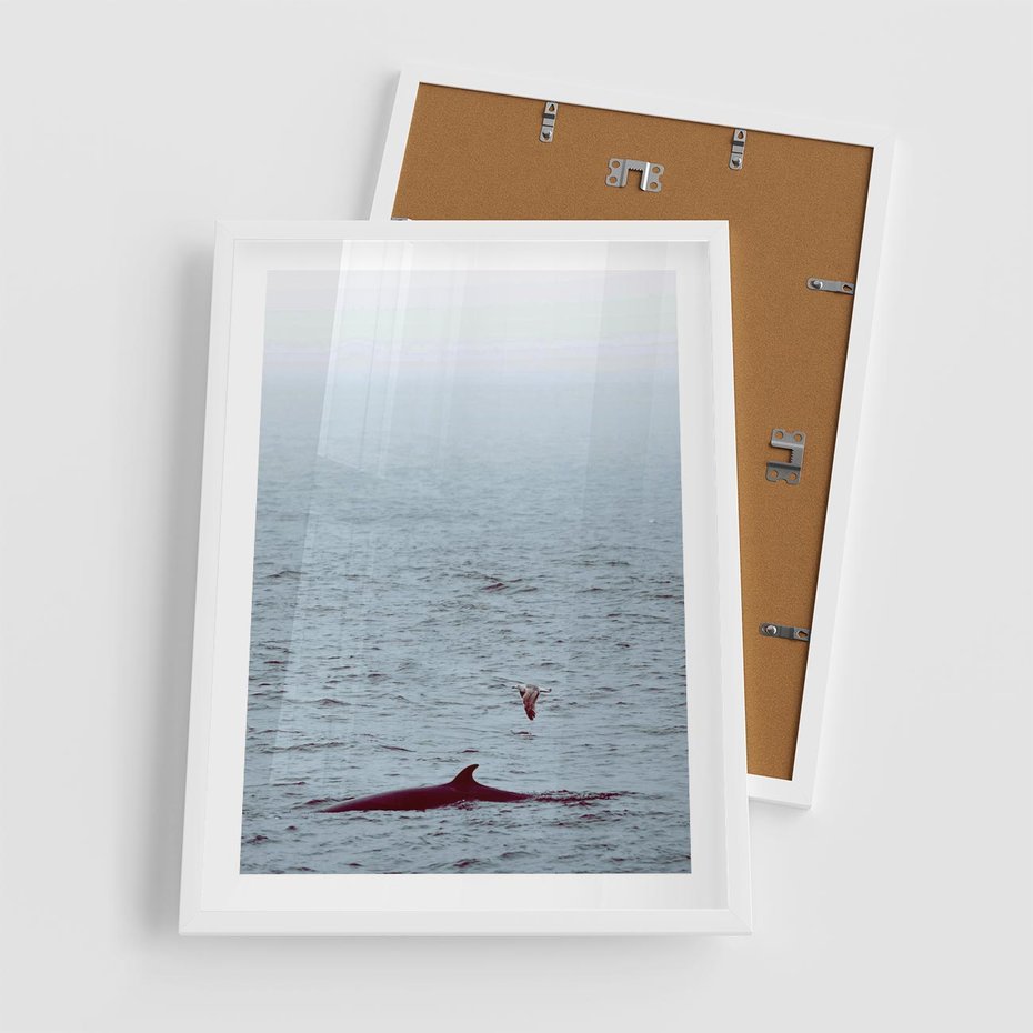 Plakat w ramie 50x70 - Spotkanie z Orką - morze, ocean - rama biała