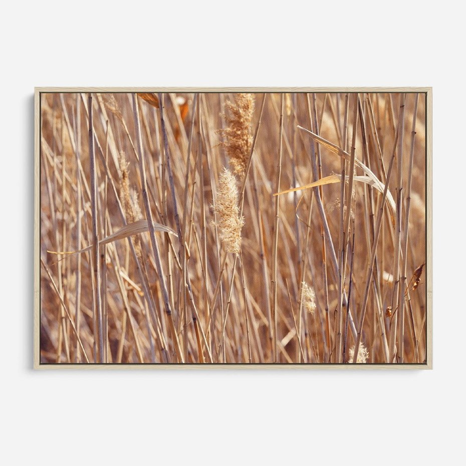 Obraz w ramie 70x50 - Mistrzowskie suche trawy - suche, trawy - rama drewno