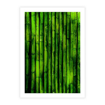 Plakat bez ramy 30x40 - Bambusowy urok zielonej harmonii - bambus, zieleń