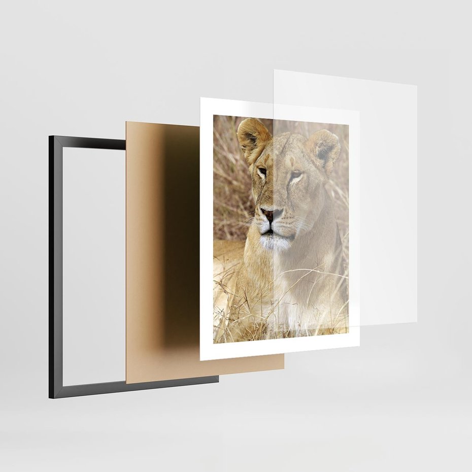 Plakat w ramie 40x50 - Potęga lwów w Afryce - lew, lwica - rama czarna