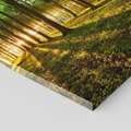 Obraz na płótnie 60x60 - Mistyfikujący urok leśnej głuszy - las, drzewa
