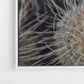 Obraz w ramie 80x80 - Ulotna Piękność Natury - makro, dmuchawce - rama biała