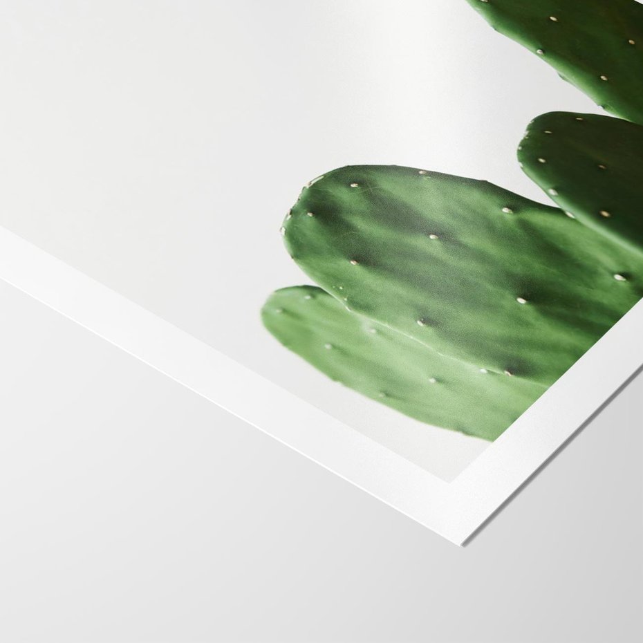 Plakat bez ramy 50x70 - Minimalizm Natury - kaktus, zbliżenie