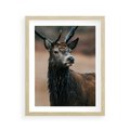 Plakat w ramie 40x50 - Spokojny jeleń - jeleń, las - rama drewno