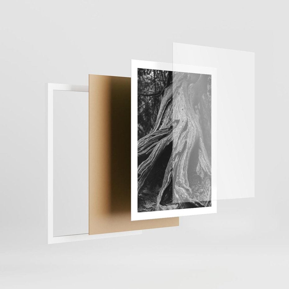 Plakat w ramie 50x70 - Siła Natury - czarno biała fotografia, korzenie wielkiego drzewa - rama biała