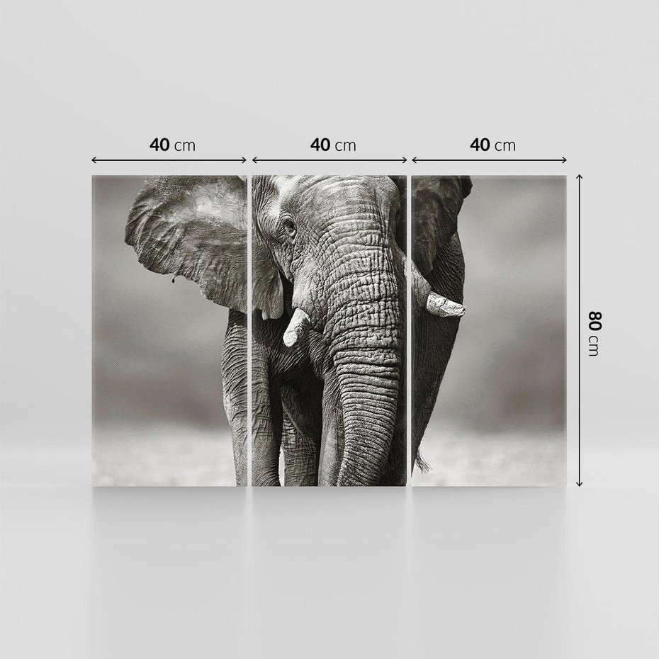 Obraz na płótnie 120x80 - Majestatyczny słoń Afryki - słoń, Afryka