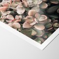 Plakat bez ramy 21x30 - Sukulentowa Prostota - sukulenty, zielone liście