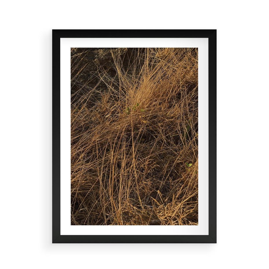 Plakat w ramie 50x70 - Szlachetna Suchość Traw - trawy, suche trawy - rama czarna