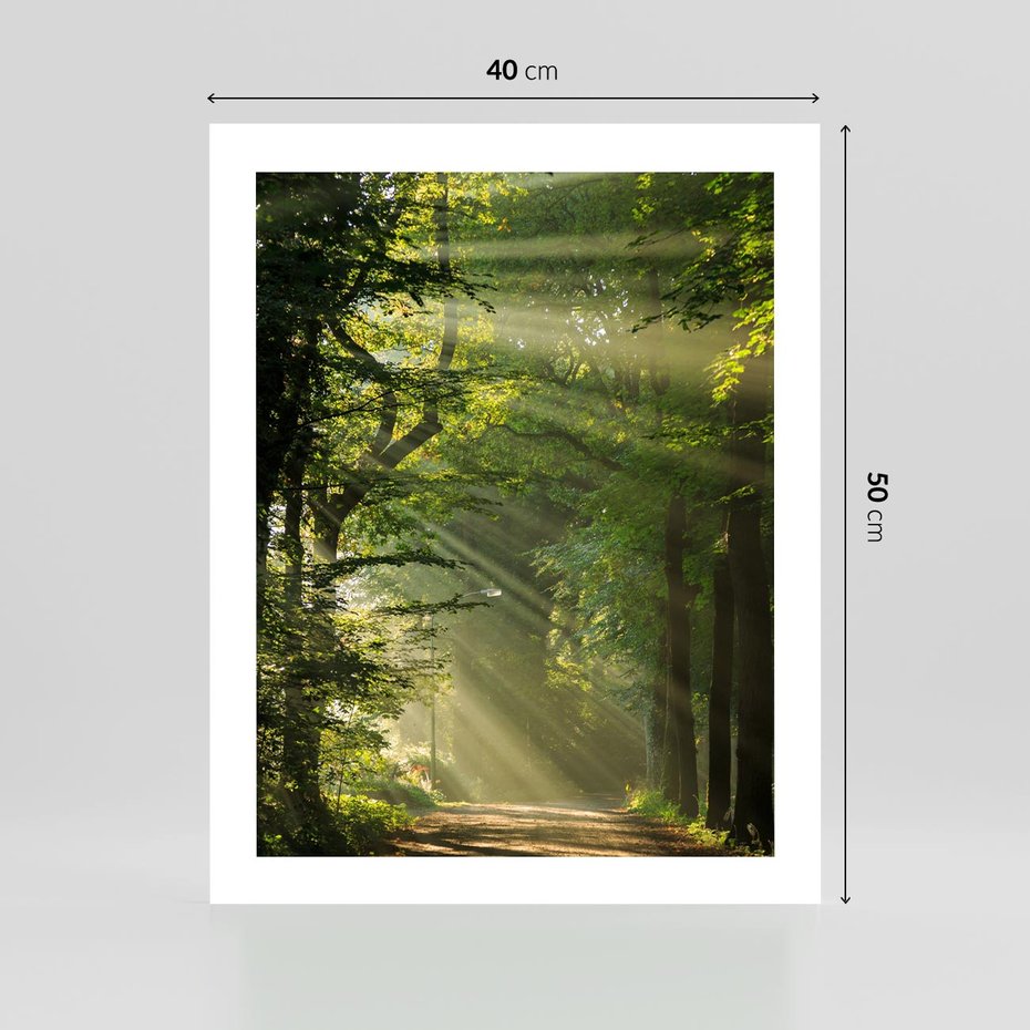 Plakat bez ramy 40x50 - harmonia natury - las, drzewa