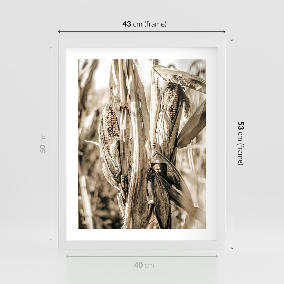 Plakat w ramie 40x50 - Retro Pole Kukurydzy - retro zdjęcie, sepia - rama biała