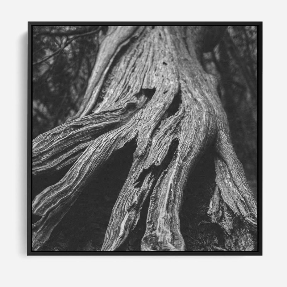 Obraz w ramie 50x50 - Siła Natury - czarno biała fotografia, korzenie wielkiego drzewa - rama czarna