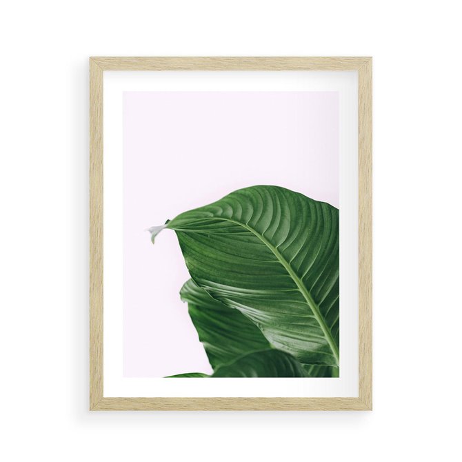 Plakat w ramie 40x50 - Zielone liście monstery - liście, monstera - rama drewno