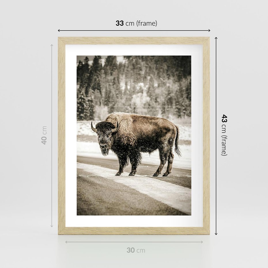 Plakat w ramie 30x40 - Spotkanie z Żubrem na Leśnej Drodze - żubr, las - rama drewno