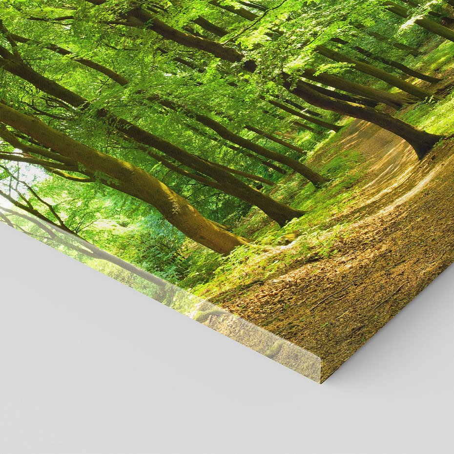 Obraz na płótnie 70x70 - Mistyka leśnych drzew - las, drzewa