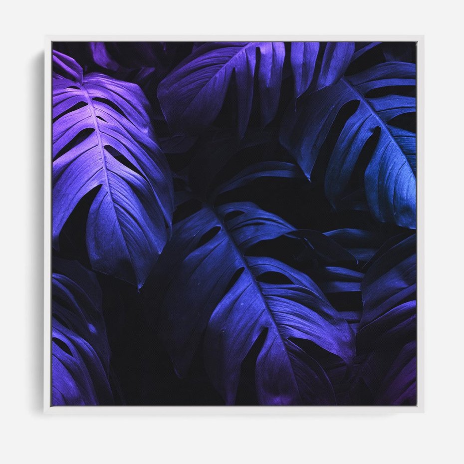 Obraz w ramie 80x80 - Mroczna Magia Dżungli - mroczna grafika, fioletowe liście monstery na czarnym tle - rama biała