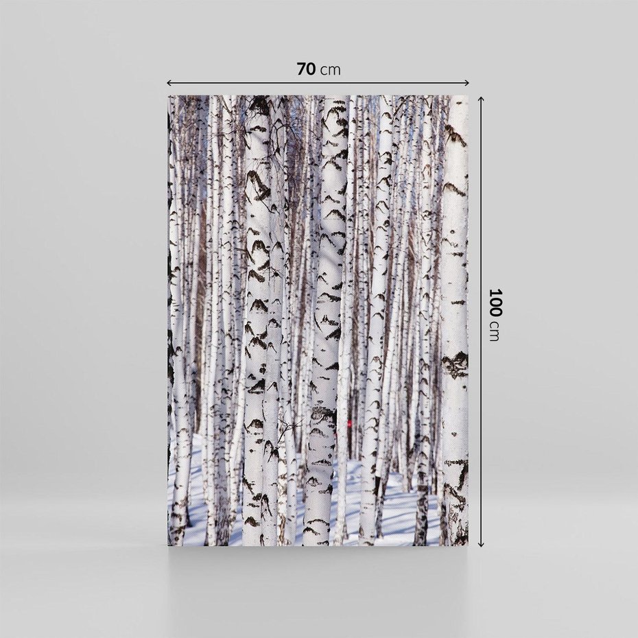 Obraz na płótnie 70x100 - Lśniące Brzozy - brzozy, las